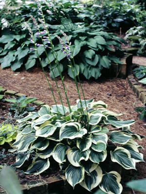 Hosta ventricosa Aureomarginata